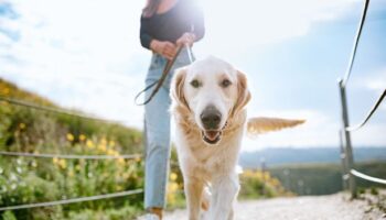 Man shares wild reason for dog's 'friendly' behaviour with strangers in the park