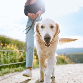 Man shares wild reason for dog's 'friendly' behaviour with strangers in the park