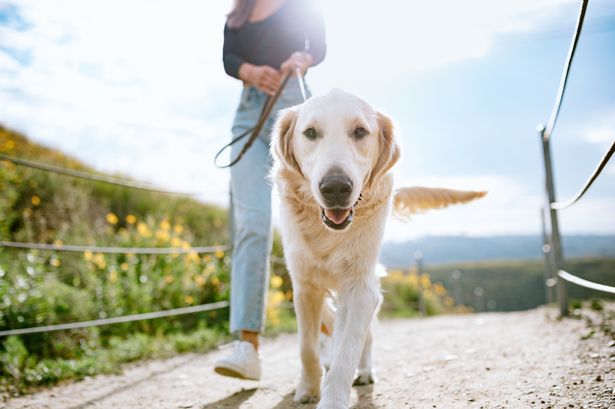 Man shares wild reason for dog's 'friendly' behaviour with strangers in the park