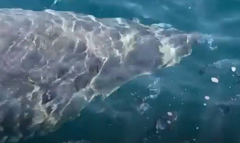 Méditerranée : un grand requin blanc, espèce en «danger critique d’extinction», aperçu près de l’île de Porquerolles