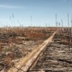 Klimakrise: Wie man dem deutschen Wald die Zukunft raubt