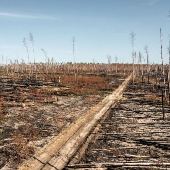 Klimakrise: Wie man dem deutschen Wald die Zukunft raubt