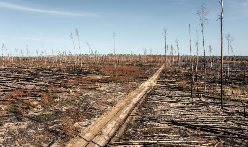 Klimakrise: Wie man dem deutschen Wald die Zukunft raubt