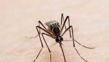 Scientists on high alert against invading mosquitos with tropical viruses - full list of UK areas