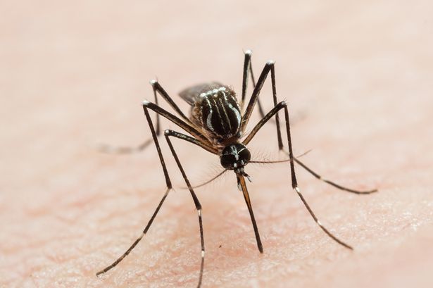 Scientists on high alert against invading mosquitos with tropical viruses - full list of UK areas