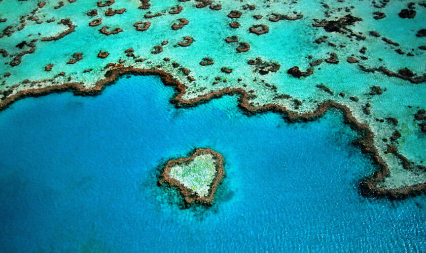 La Grande Barrière de corail a subi une mortalité record cet été