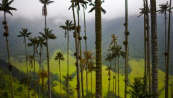 The Cocora Valley (Spanish: Valle de Cocora) is a valley in the department of Quind..o, just outside the pretty little town of Salento, in the country of Colombia,