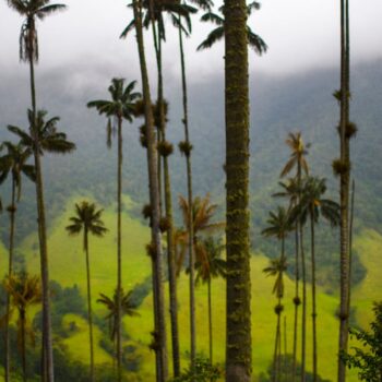 The Cocora Valley (Spanish: Valle de Cocora) is a valley in the department of Quind..o, just outside the pretty little town of Salento, in the country of Colombia,