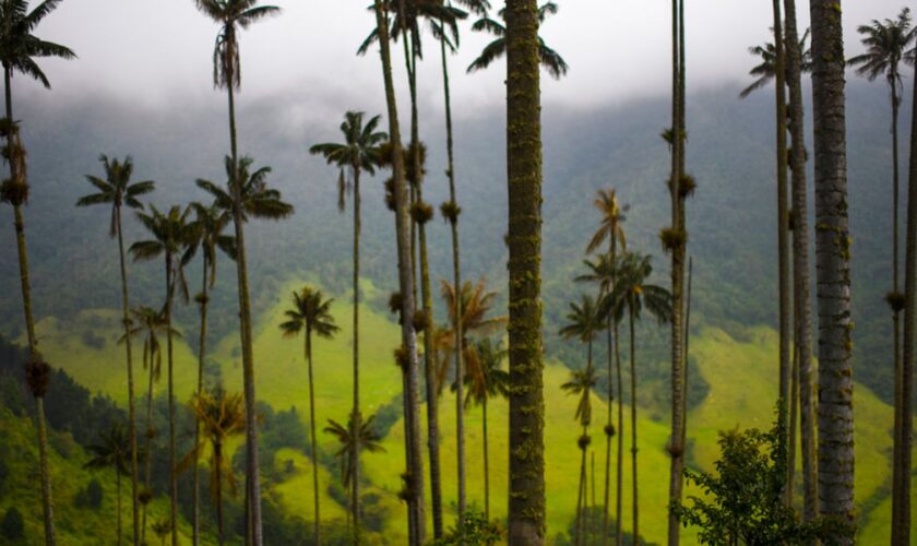 The Cocora Valley (Spanish: Valle de Cocora) is a valley in the department of Quind..o, just outside the pretty little town of Salento, in the country of Colombia,