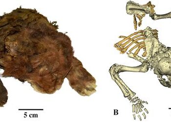 Kleine Säbelzahnkatze aus dem sibirischen Eis fasziniert Forschende