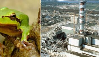 Chernobyl exclusion zone may be ready for humans to return after breakthrough mutant frog discovery