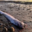 'Doomsday fish,' rumored to bring bad omens, washes ashore in popular surf town