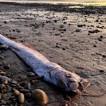 'Doomsday fish,' rumored to bring bad omens, washes ashore in popular surf town