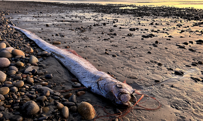 'Doomsday fish,' rumored to bring bad omens, washes ashore in popular surf town