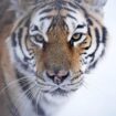 China: Bauer entgeht nur knapp einer Tiger-Attacke