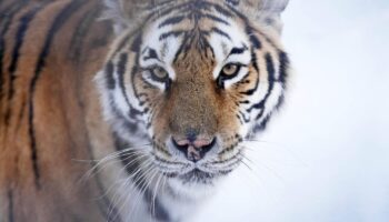 China: Bauer entgeht nur knapp einer Tiger-Attacke