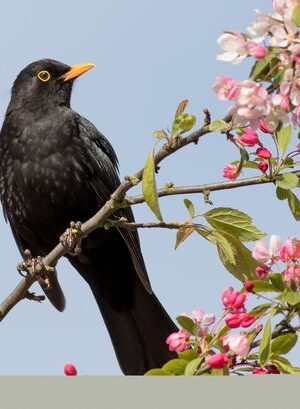 Alan Titchmarsh's warning to anyone who has blackbirds, thrushes or starlings in their gardens