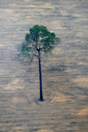 Loi anti-déforestation : les Etats membres de l’Union européenne contre l’assouplissement du texte