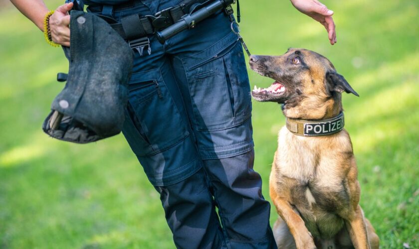 Nach einem Autounfall ist bei Burgdorf ein Polizeihund entlaufen. (Symbolbild) Foto: Mohssen Assanimoghaddam/dpa