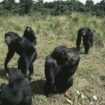 Une étude suisse sur les chimpanzés prouve que les migrations enrichissent leur comportement