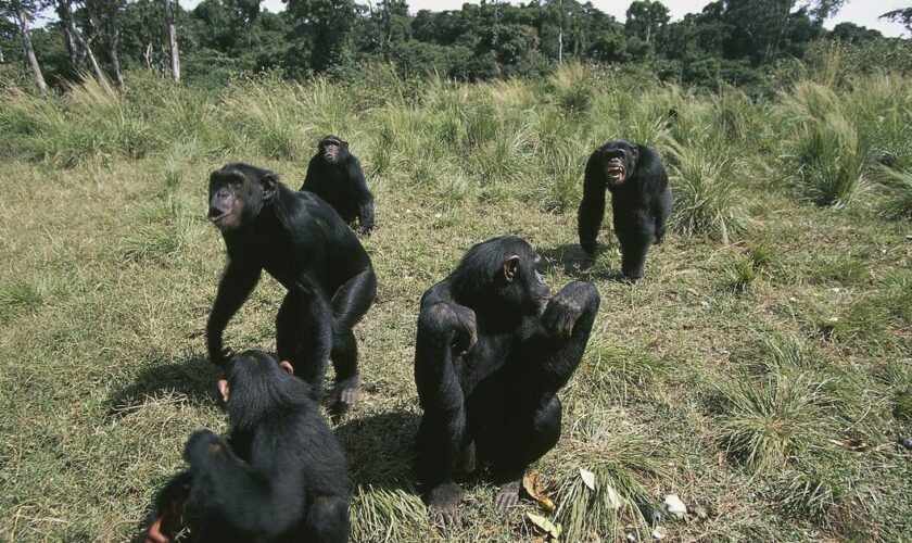 Une étude suisse sur les chimpanzés prouve que les migrations enrichissent leur comportement