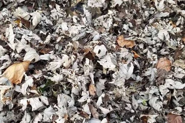 You have eyes of a hawk if you can spot the hidden kitten among the leaves in this brainteaser