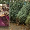 Hawaii store employees discover 2-foot snake in Christmas tree shipping container