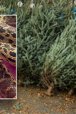 Hawaii store employees discover 2-foot snake in Christmas tree shipping container