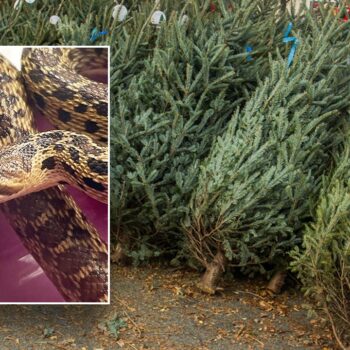 Hawaii store employees discover 2-foot snake in Christmas tree shipping container