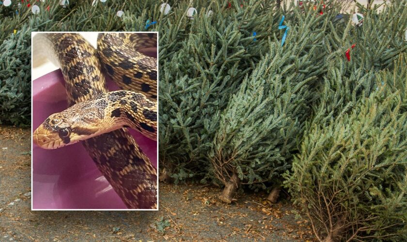 Hawaii store employees discover 2-foot snake in Christmas tree shipping container