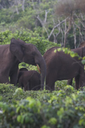 Gabon : les éléphants de forêt exaspèrent les populations rurales