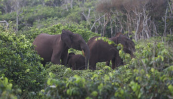 Gabon : les éléphants de forêt exaspèrent les populations rurales