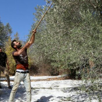 Au Liban sud, la récolte des olives à l’épreuve des bombardements israéliens