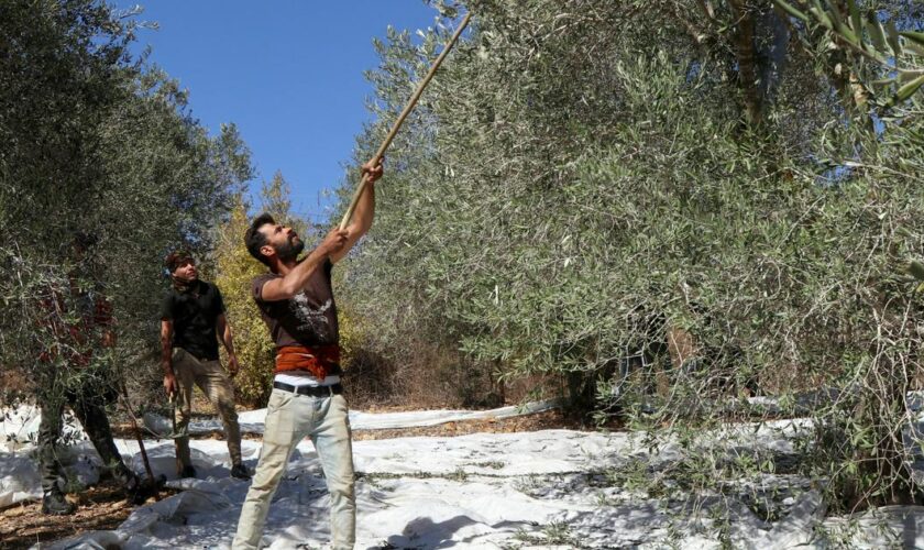 Au Liban sud, la récolte des olives à l’épreuve des bombardements israéliens