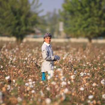 Dans un champ de coton à proximité de Tachkent, en Ouzbekistan, le 24 octobre 2019