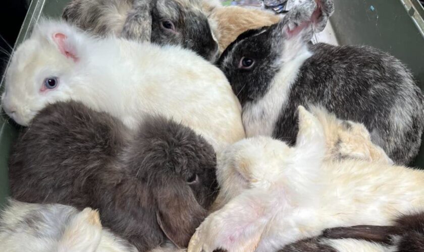 Dozens of rabbits found dead with missing eyes and ears had highly contagious illness, RSPCA says