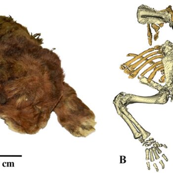 Scientists study ‘very rare’ frozen remains of 35,000-year-old saber-toothed cub