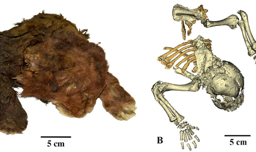 Scientists study ‘very rare’ frozen remains of 35,000-year-old saber-toothed cub