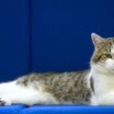 Katzen in Deutschland: Jäger erschießen in Schleswig-Holstein über 2500 Katzen