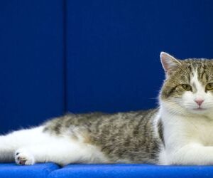 Katzen in Deutschland: Jäger erschießen in Schleswig-Holstein über 2500 Katzen