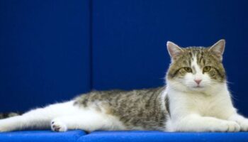 Katzen in Deutschland: Jäger erschießen in Schleswig-Holstein über 2500 Katzen