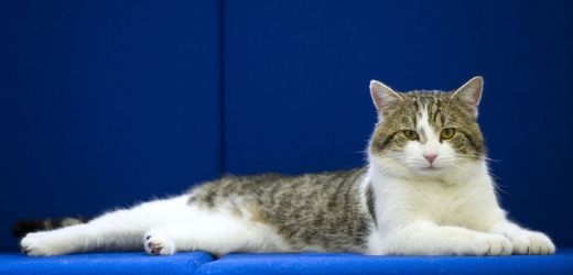 Katzen in Deutschland: Jäger erschießen in Schleswig-Holstein über 2500 Katzen