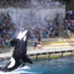 Le parc Marineland d’Antibes veut transférer ses deux dernières orques au Japon, les défenseurs des animaux s’y opposent