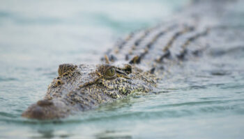 Chaud le crocodile !, par David Grémillet