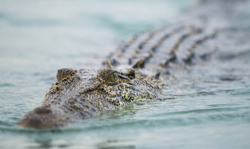 Chaud le crocodile !, par David Grémillet