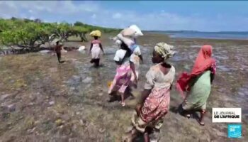 Kenya : l'algoculture pour vivre de la mer, face aux sécheresses récurrentes