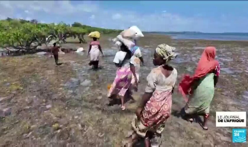 Kenya : l'algoculture pour vivre de la mer, face aux sécheresses récurrentes