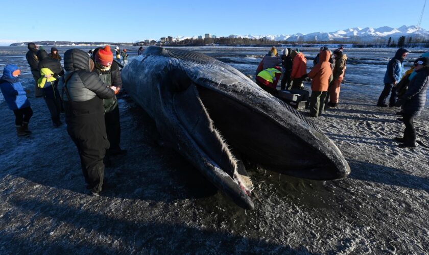 14 Meter langes Tier: Angespülter Finnwal wird zur Attraktion in Alaska