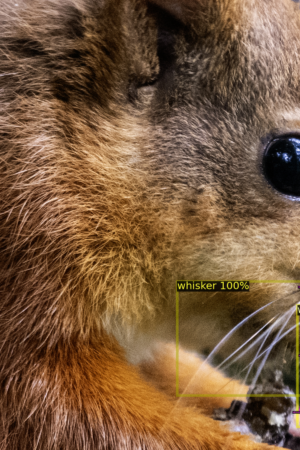 Squirrel's whiskers can act as individual "fingerprints", according to Ms Mcclenaghan. Pic: Genysys Engine