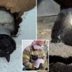 Lucky cat keeps one of its 9 lives after becoming wedged in drainpipe and needing emergency rescue